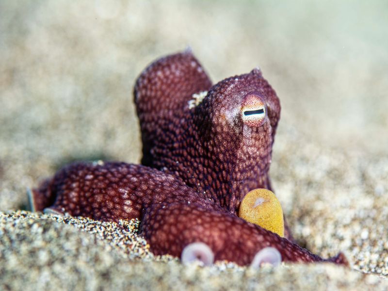 pulpo